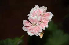 IMG_1140.webp