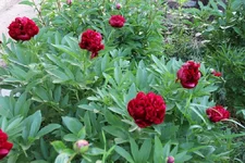 IMG_1132.webp