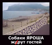 dog-3.webp
