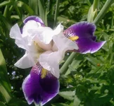  (Wabash) 3.webp