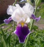  (Wabash) 4.webp
