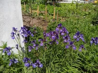  сибирский 2014.webp