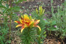 DSC_0043.webp