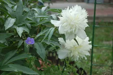 DSC_0050.webp