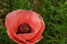 DSC_0060.webp