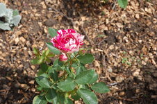 DSC_0073.jpg
