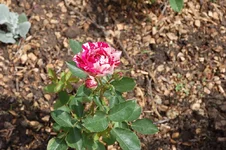 DSC_0073.webp