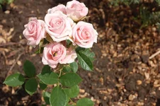 DSC_0075.webp