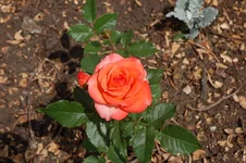 DSC_0076.webp