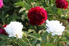IMG_1244.webp