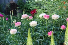 IMG_1239.webp