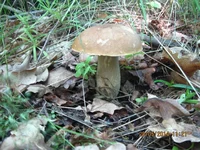  125.webp
