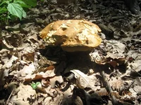  132.webp
