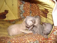 DSC09450.webp
