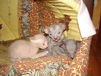 DSC09451.webp