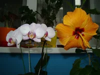 2014_05_63.webp