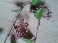 2014-05-29 15.32.11.webp