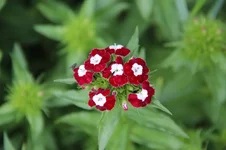 IMG_1338.webp