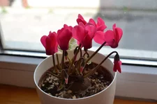 DSC_1374.webp