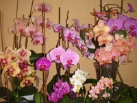 DSC04270.JPG