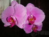 DSC04252.webp