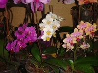 DSC04271.JPG