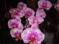 DSC04276.jpg