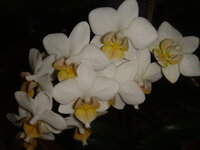 DSC04289.jpg