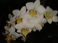 DSC04289.webp