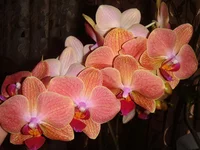 DSC04294.webp
