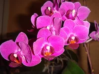 DSC04301.webp