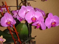 DSC04305.webp