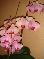 DSC04307.jpg