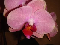 DSC04310.webp