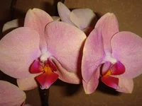 DSC04311.jpg