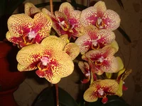 DSC04314.webp