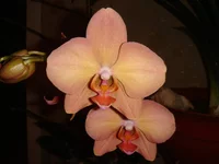 DSC04318.webp