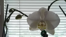 IMAG0414.webp