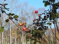 DSCN4051 -01.webp