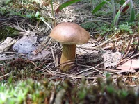gelchn.webp