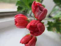 crop_87564344_4F7ZGiB.webp