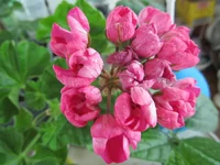 crop_87564472_Z0b4.webp