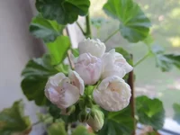 crop_87564529_9TBU.webp