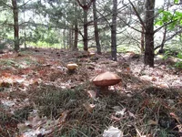 kachtan14.webp