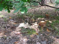 kachtan13.webp