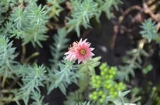 DSC_1306.webp