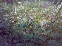 07062014725.jpg