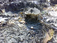 07062014726.webp