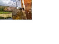 .webp