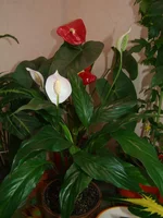 2014_04_08.webp